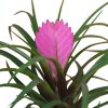 Fuchsia in Jungle - Tillandsia Saksı Çiçeği