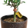 Welfare - Zeytin Ağacı Bonsai