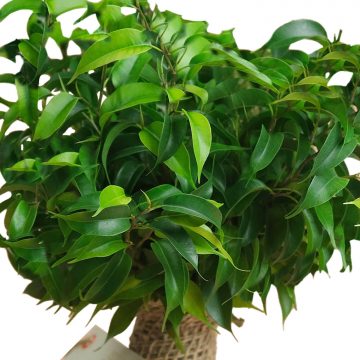 Ficus Benjamin Bonsai - Saksı Çiçeği