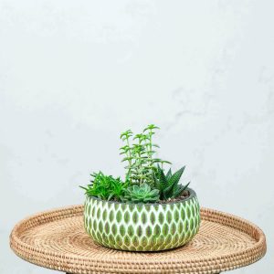 Succulent Garden – Sukulent