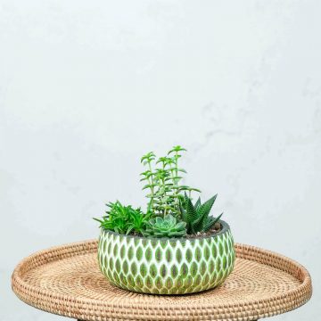 Succulent Garden – Sukulent