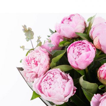 Pink Peonies