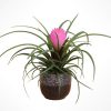 Fuchsia in Jungle - Tillandsia Saksı Çiçeği