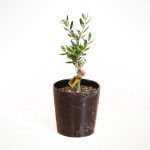 Welfare - Zeytin Ağacı Bonsai