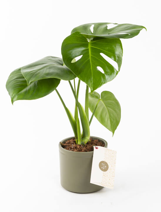 Monstera