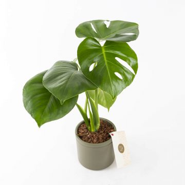 Monstera